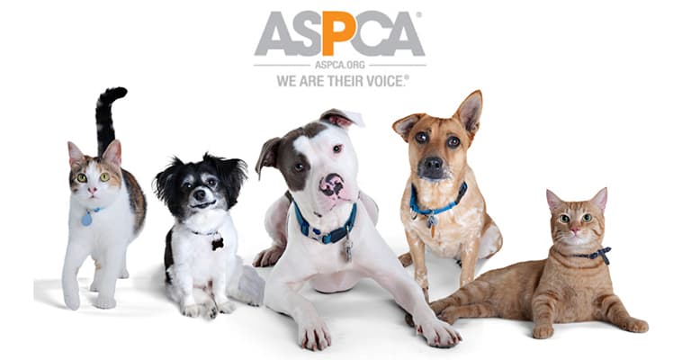 nearest fight for you!